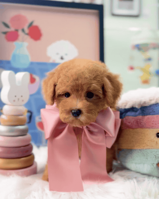 🐶✨ Coco: Brown F1B Toy Cavapoo 🇸🇬 (Girl)