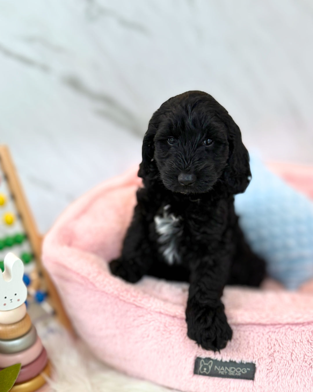 ✨Selene: Black Mini Labradoodle F1B 🇸🇬 (Girl)