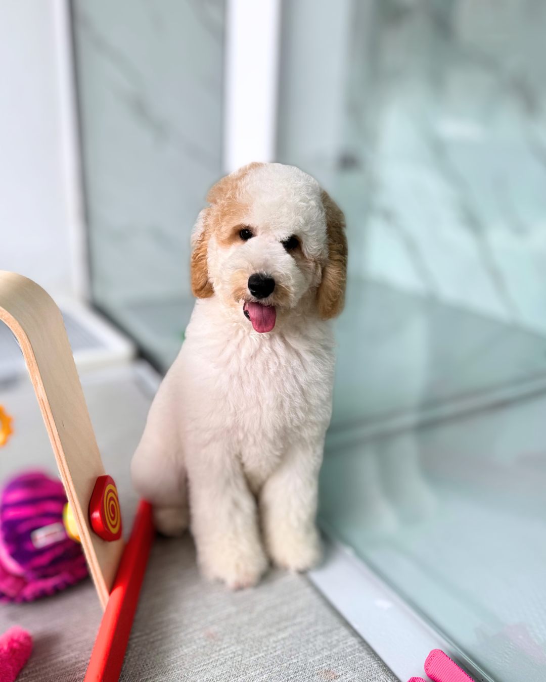 Snoopy: Parti Brown & White Miniature Poodle 🇸🇬 (Girl)