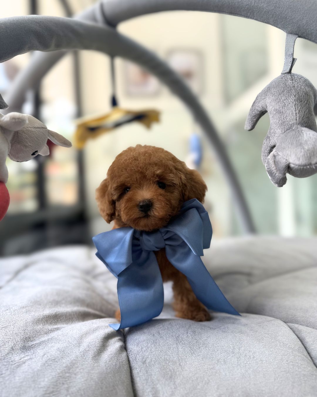 🩷✨ Elara: Brown Toy Poodle 🇸🇬 (Girl)
