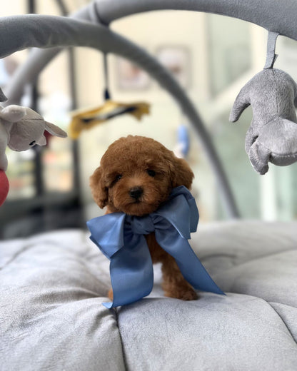 🩷✨ Elara: Brown Toy Poodle 🇸🇬 (Girl)