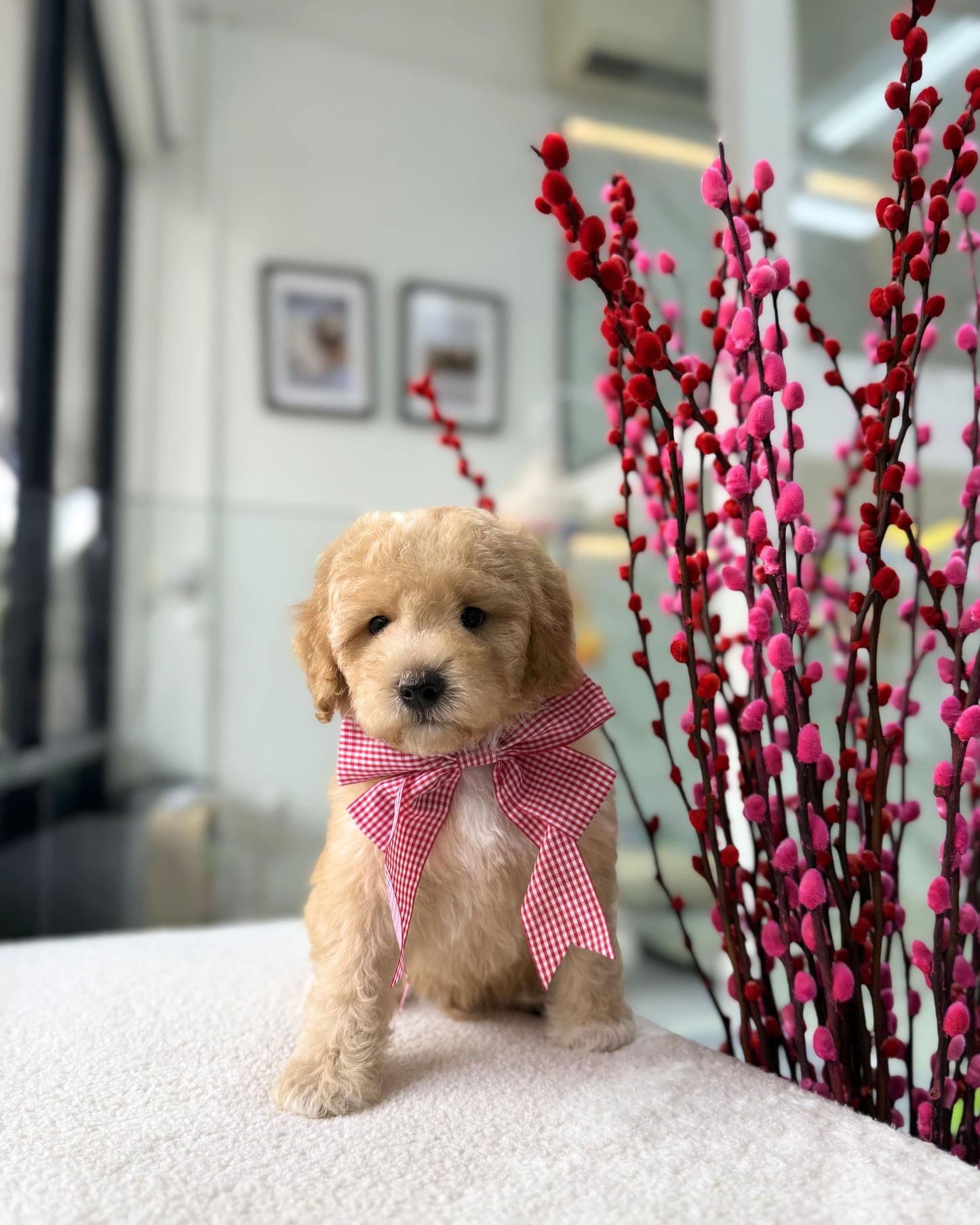🧸🐾 Pico: Apricot Maltipoo 🇸🇬 (Boy)
