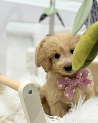 ⭐️ Macchi: Mini Cream Silky Multi-Gen F1BB Golden Doxie 🇸🇬 (Boy)