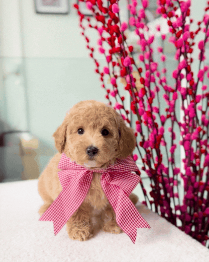 🎶🧸 Remi: Brown Toy Bichonpoo 🇸🇬 (Girl)