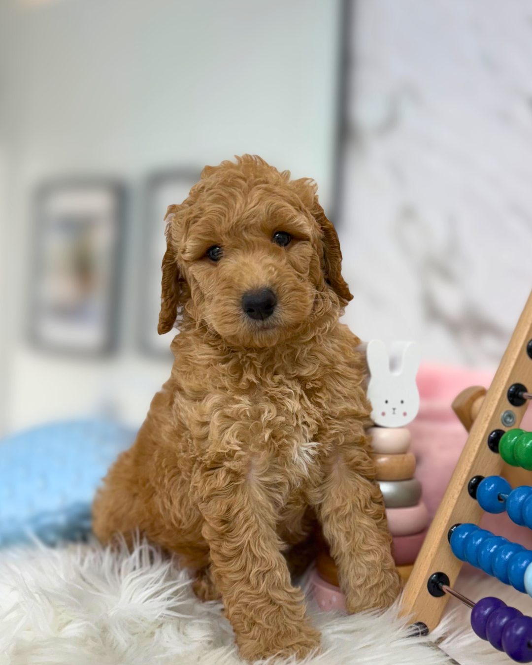🥜 Hodu: Brown Golden Doodle F1B 🇸🇬 (Boy)