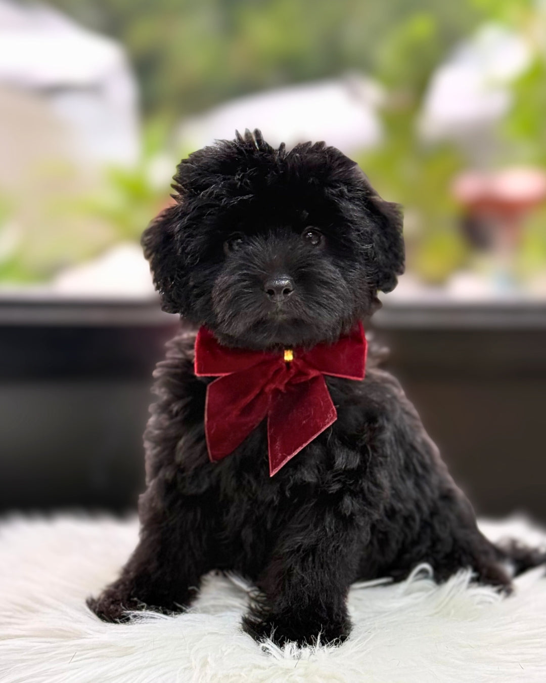 🖤 Kuroko: Black Schnoodle 🇸🇬 (Girl)