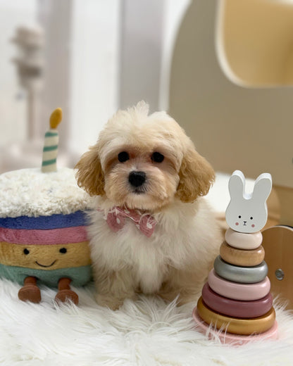🍮 Ding Ding: Cream Toy Maltipoo 🇸🇬 (Boy)