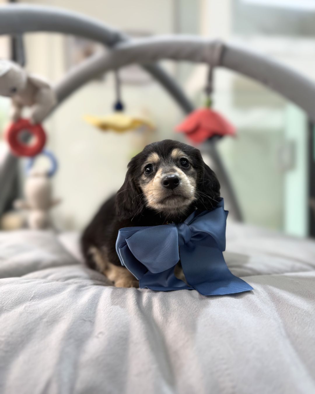 🌭 Sani: Black & Cream Long Haired Dachshund 🇸🇬 (Boy)