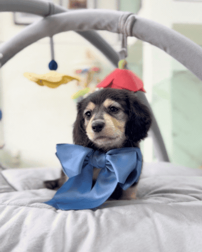🌭 Somi: Black & Cream Long Haired Dachshund 🇸🇬 (Girl)