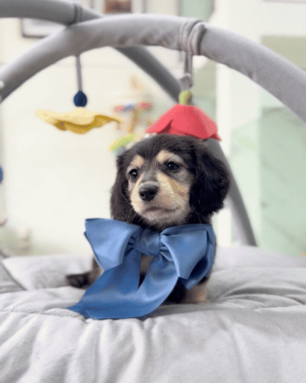 🌭 Somi: Black & Cream Long Haired Dachshund 🇸🇬 (Girl)