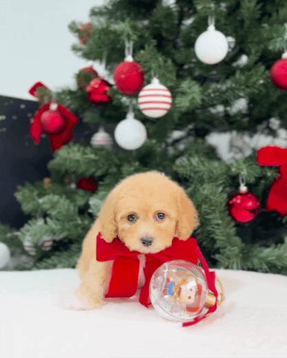 🎄Jewel: Cream Brown Toy Cavapoo 🇸🇬 (Girl)