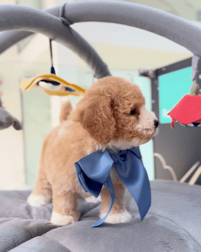 ☁️🧸 Seon: Parti Brown White Toy Cavapoo 🇸🇬 (Boy)