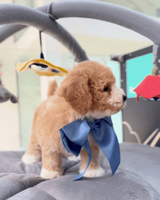 ☁️🧸 Seon: Parti Brown White Toy Cavapoo 🇸🇬 (Boy)