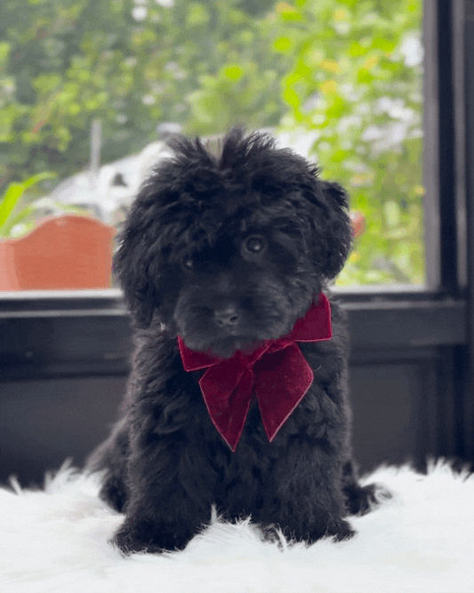 🖤 Kuroko: Black Schnoodle 🇸🇬 (Girl)