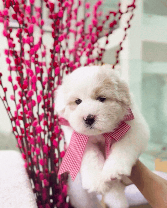 🍊🍊 Tang Yuan 汤圆: Parti Chowpoo 🇸🇬 (Girl)