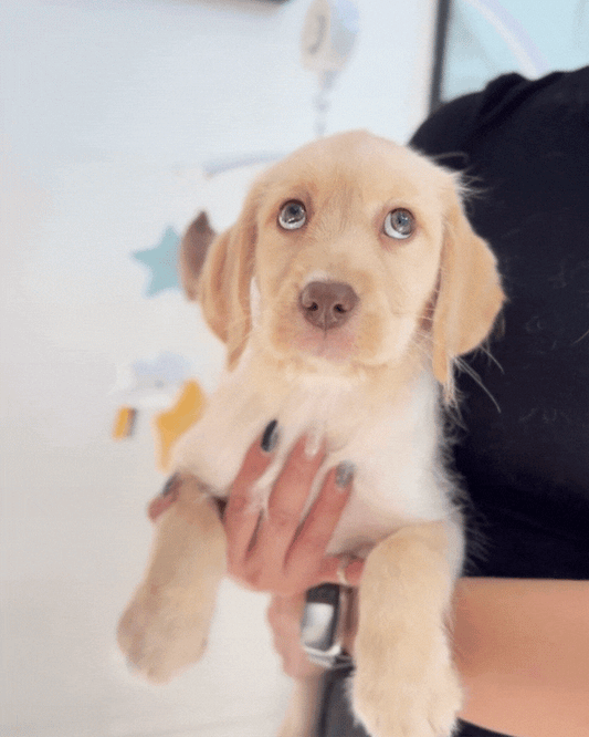 🍼 Milky: Cream Mini Labradoodle 🇸🇬 (Girl)