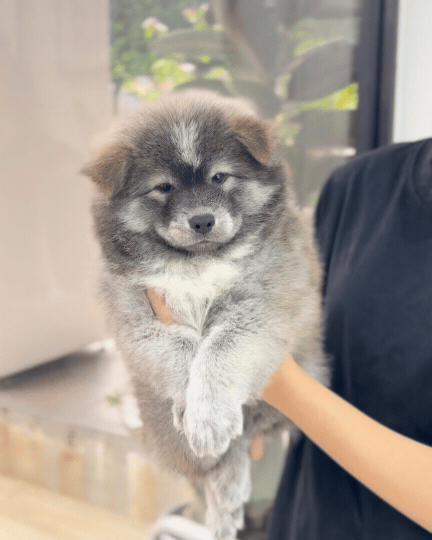 🚀 Rocket: Tri-Coloured Chow+Spitz+Poo 🇸🇬 (Boy)