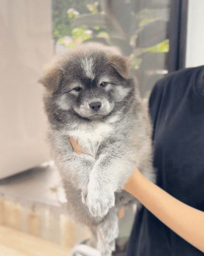 🚀 Rocket: Tri-Coloured Chow+Spitz+Poo 🇸🇬 (Boy)