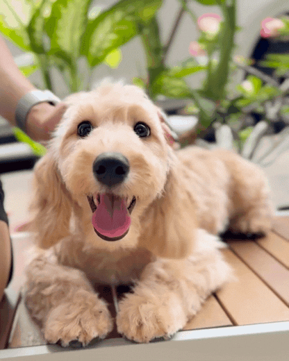 🥐 Toastie: Cream Brown Silky Golden Doxie 🇸🇬 (Boy) *