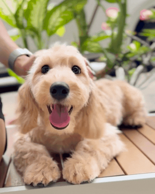 🥐 Toastie: Cream Brown Silky Golden Doxie 🇸🇬 (Boy) *