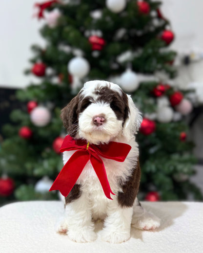 🤎🤍✨🐻 Cartier: Mini Parti Chocolate & White Australian Labradoodle 🇸🇬 (Boy)
