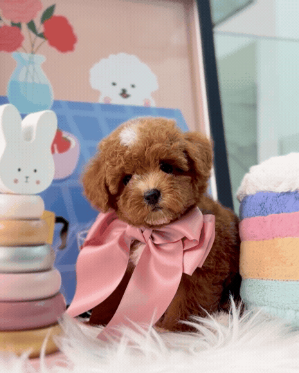 🐶✨ Baby: Red F1B Toy Cavapoo 🇸🇬 (Boy)