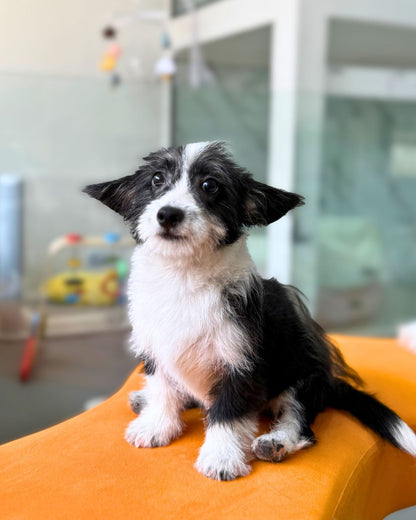 😜 Tim: Black & White Corgitz 🇸🇬 (Boy)