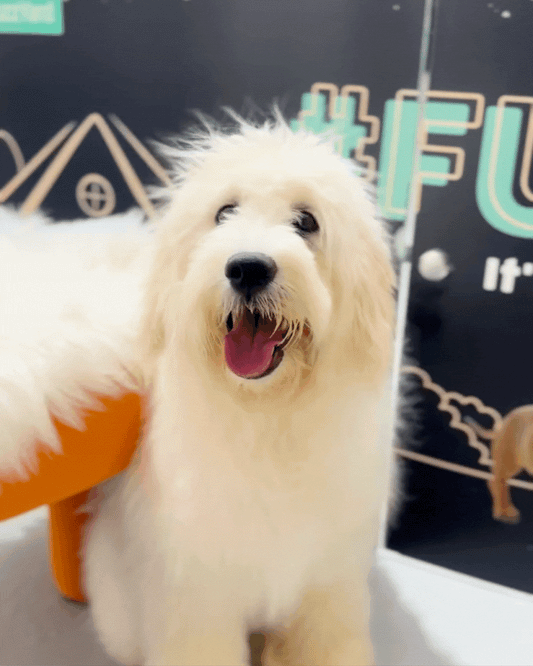 ☁️ Nana: Cream Chow Doodle 🇸🇬 (Girl)