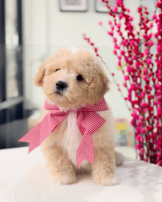 🐶🐾Vanilla: Cream Apricot Toy Cavapoo 🇸🇬 (Boy)