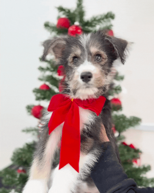 🐺Jaguar: Mini Parti Black & White Husky Doodle 🇸🇬 (Boy)