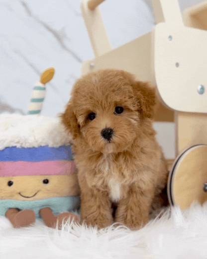 ✨ Poppy: Brown Tiny Maltipoo 🇸🇬 (Girl)