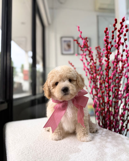 🐶🐾Vanilla: Cream Apricot Toy Cavapoo 🇸🇬 (Boy)