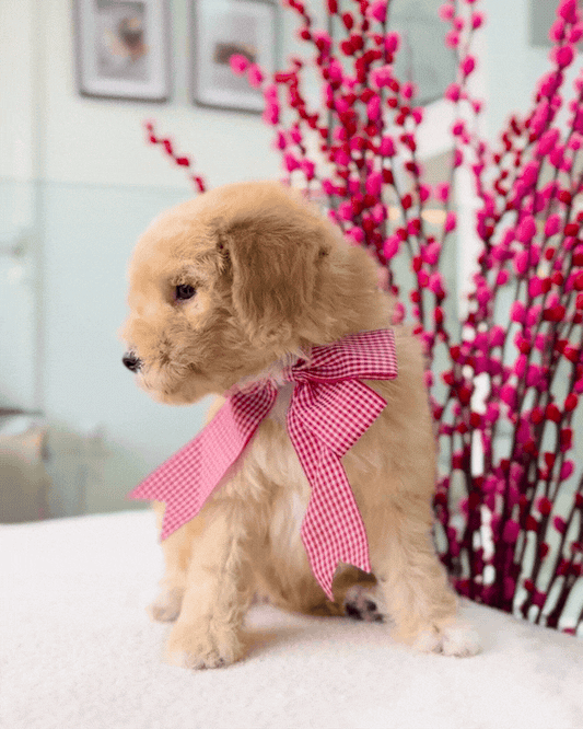 🧸🐾 Pico: Apricot Maltipoo 🇸🇬 (Boy)