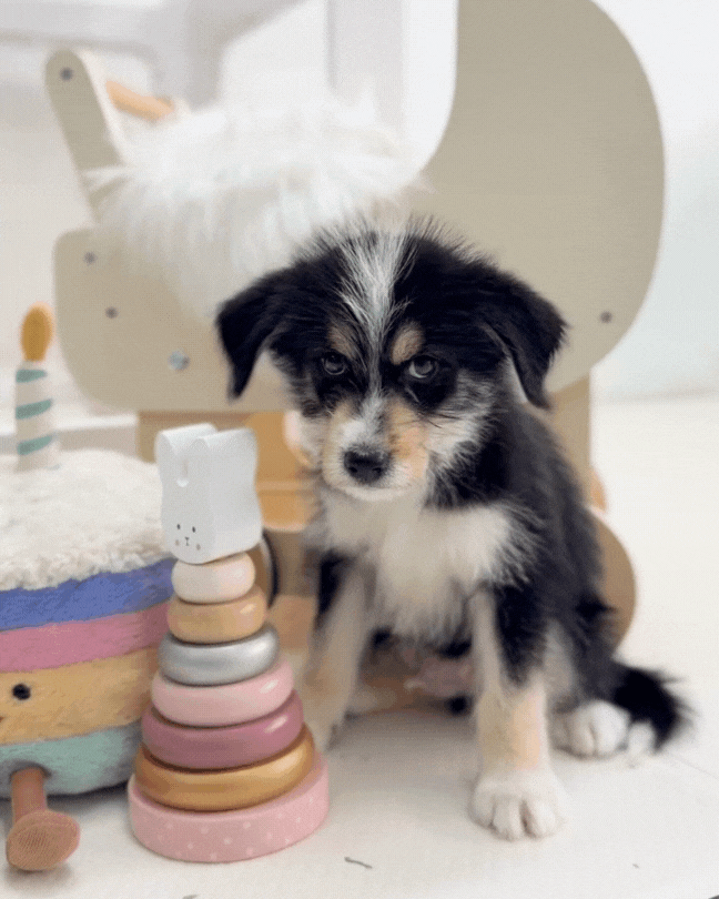 🐺Puma: Mini Parti Black & White Husky Doodle 🇸🇬 (Boy)