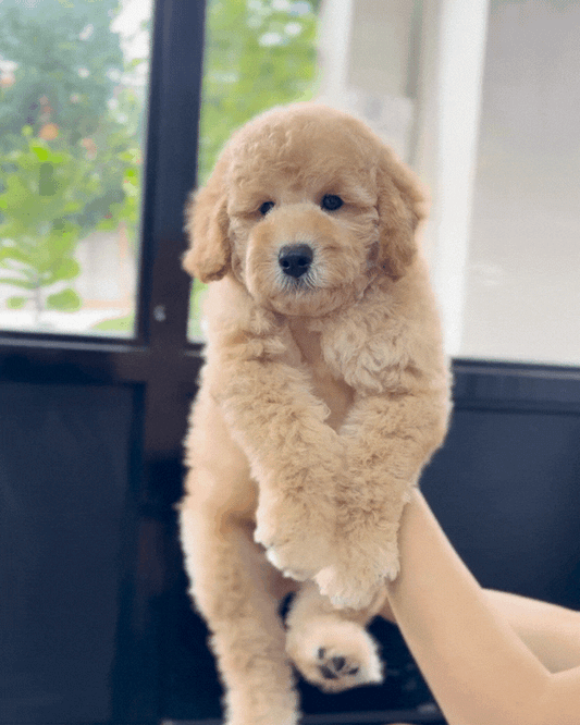 🐻 Dudu: Brown Golden Doodle F1BB 🇸🇬 (Boy)