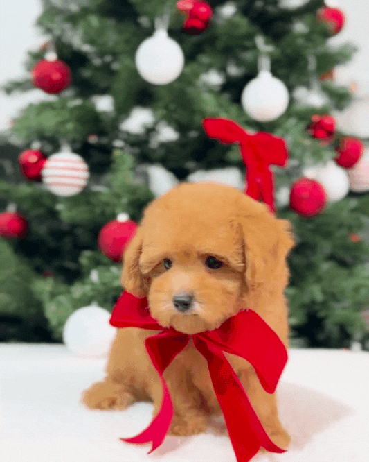 🌸💖 Miso: Brown Tiny Maltipoo 🇸🇬 (Girl)