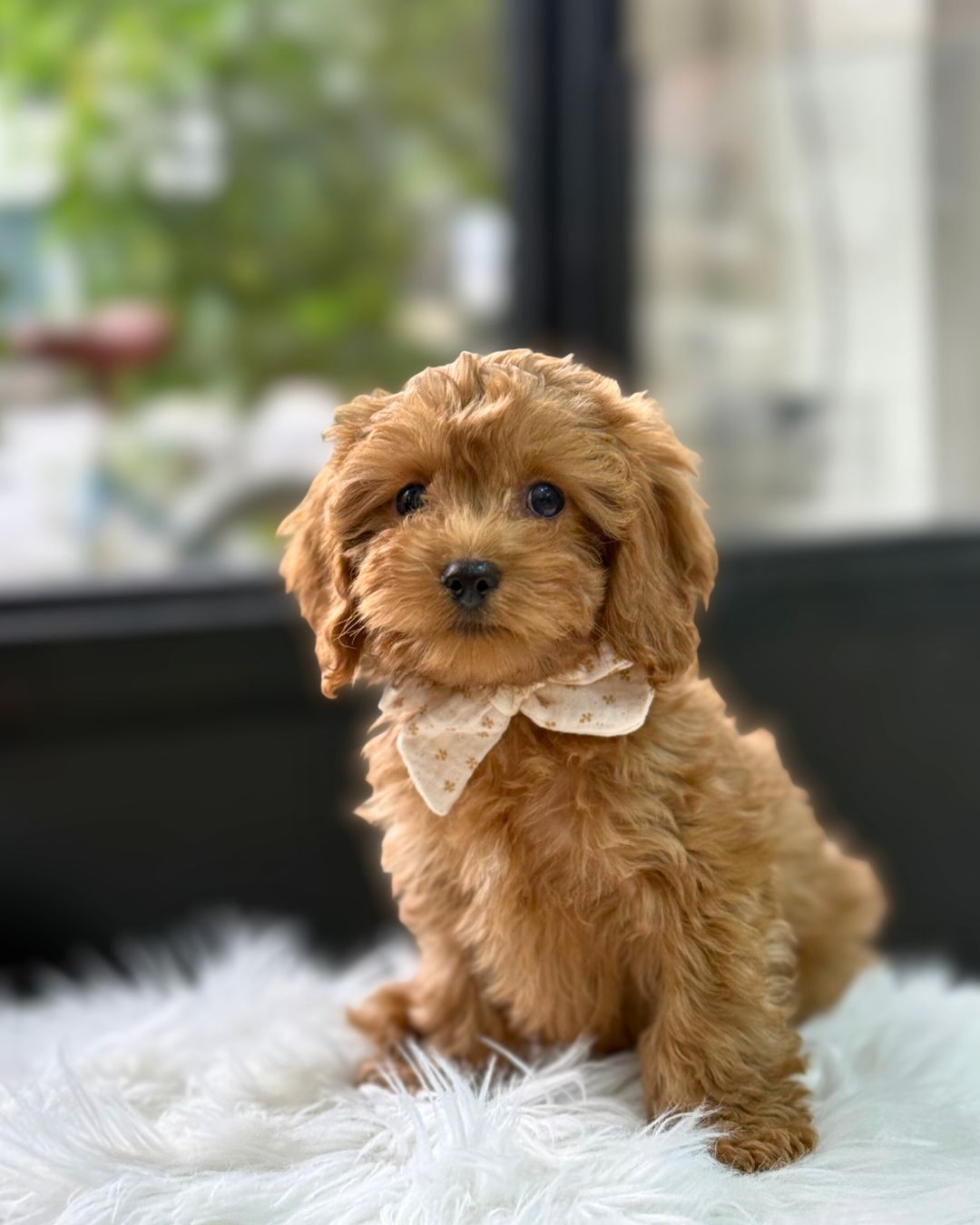 ☕️ Chino: Red Toy Cockapoo 🇸🇬 (Boy)