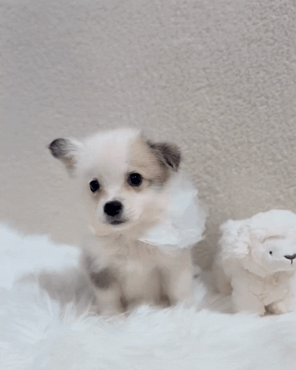 🩶🤍5️⃣🐾Five: Tri Colour Corgitz 🇸🇬 (Boy)