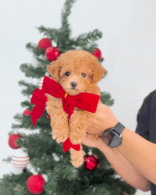 🧸Baby: Brown Tiny Maltipoo 🇸🇬 (Boy)