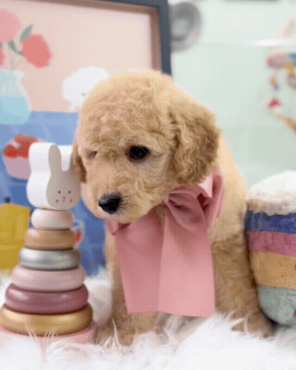 🧸☁️ Daisy: Cream Brown F1BB Mini Petite Golden Doodle 🇸🇬 (Girl)