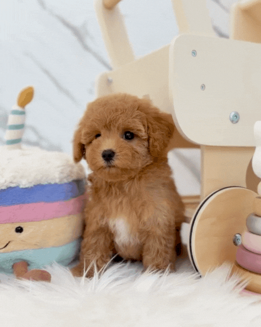 ✨ Clover: Brown Tiny Maltipoo 🇸🇬 (Girl)