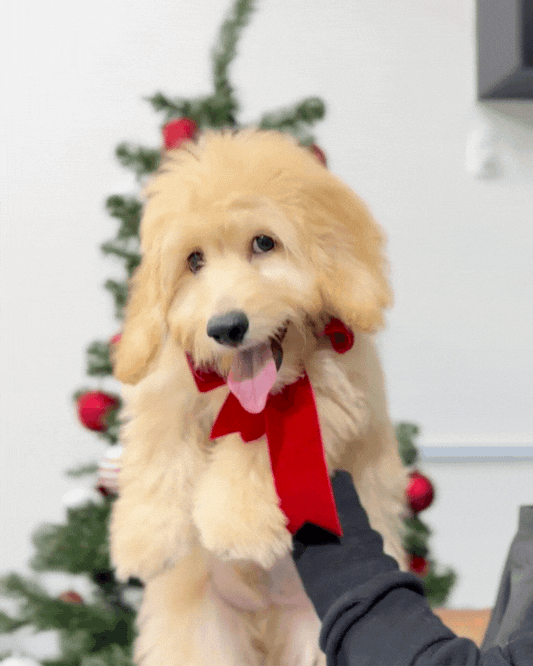 🌭 Bruno: Brown Doxiepoo 🇸🇬 (Boy)