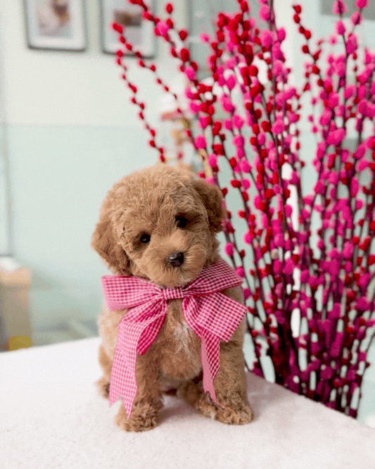 🎶🧸 Dodo: Brown Toy Bichonpoo 🇸🇬 (Girl)