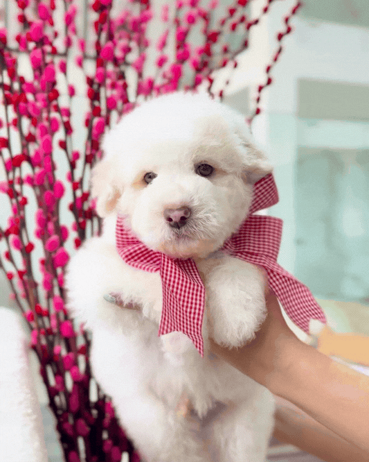 🍊🍊 Fa Cai 发财: Parti Chowpoo 🇸🇬 (Boy)