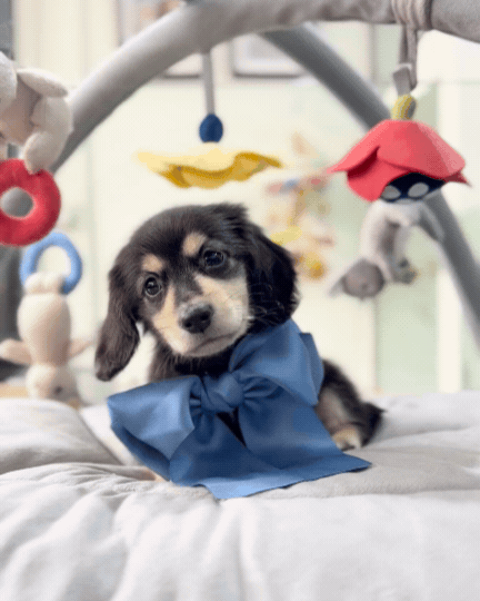 🌭 Seyo: Black & Cream Long Haired Dachshund 🇸🇬 (Boy)