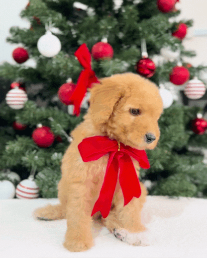 🌲✨ Everwyn: Parti Cream Brown & White Miniature Poodle 🇸🇬 (Boy)