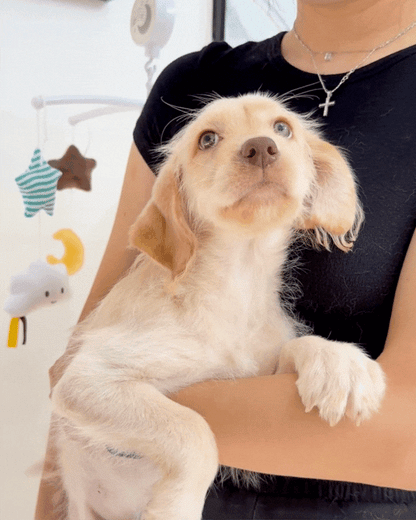 🍦Vanilla: Cream Mini Labradoodle 🇸🇬 (Girl) *