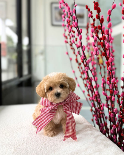 ✨🧸Ara: Brown Tiny Maltipoo 🇸🇬 (Girl)