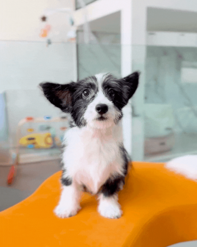 😜 Tim: Black & White Corgitz 🇸🇬 (Boy)