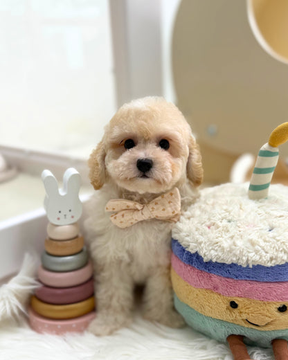 ☁️ Mila: Cream Toy Maltipoo 🇸🇬 (Girl)